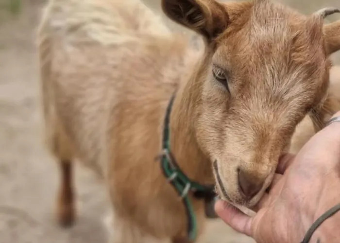 Tenute Murales Srls אולביה