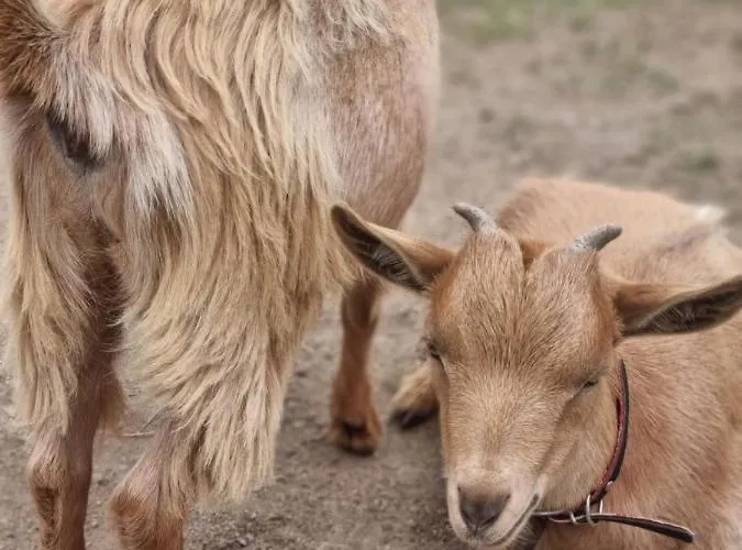 Tenute Murales Srls מלון אולביה