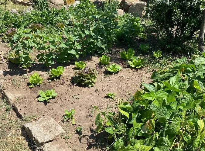 Tenute Murales Srls מלון אולביה